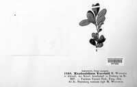 Exobasidium vaccinii image